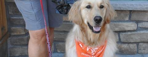 Tramadol Cost At Costco