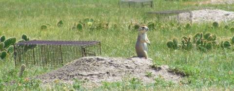 Prairie Dog