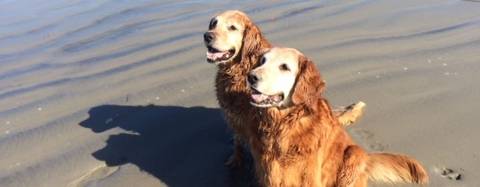 Golden Retrievers