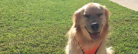 Golden Retriever