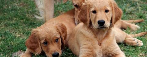 Goldens