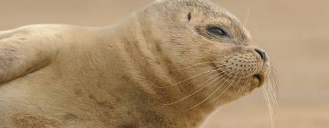 Fur Seal Pup