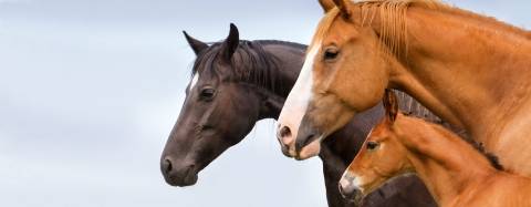 Horses