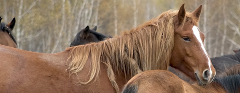 Horse
