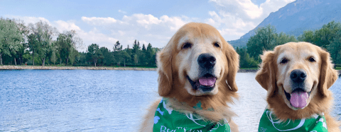 Golden Retrievers