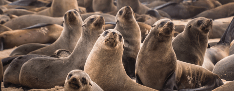 Fur Seals