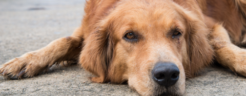 Golden Retriever