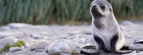 Fur Seal Pup