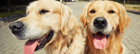 Golden Retrievers