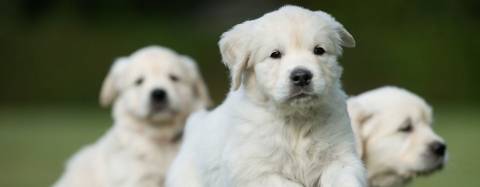 Golden Retrievers