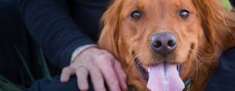 Martha, golden retriever