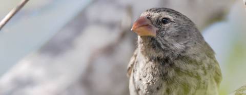 Finch