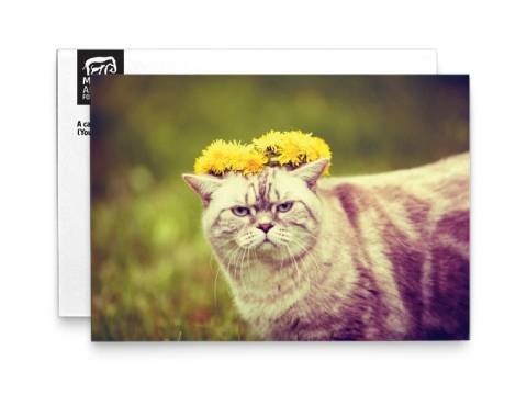 Image of front of the Cat Photo Birthday Card