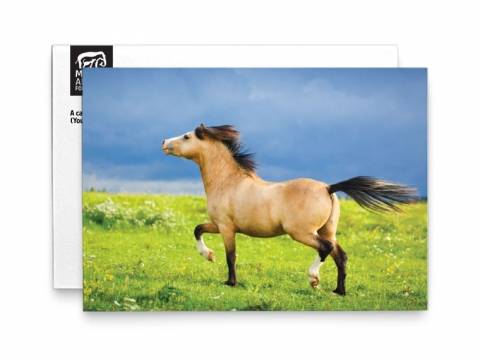 Image of front of the Horse Photo Birthday Card