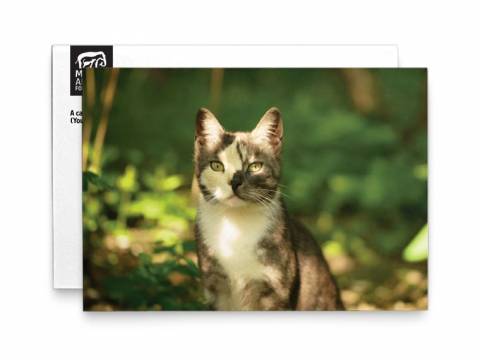 Image of front of the Cat Photo Honor Card