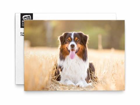 Image of front of the Dog Photo Honor Card