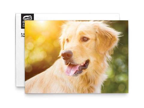 Image of front of the Golden Retriever Photo Honor Card