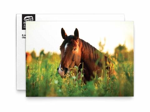 Image of front of the Horse Photo Honor Card