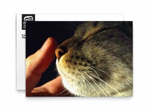 Image of front of the Cat Photo Memorial Card 