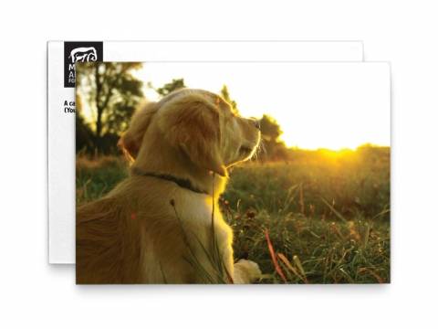 Image of front of the Golden Retriever Photo Memorial Card