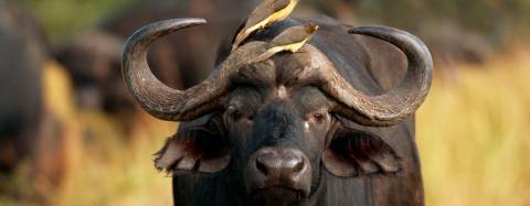 Water Buffalo