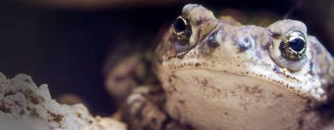 Boreal Toad