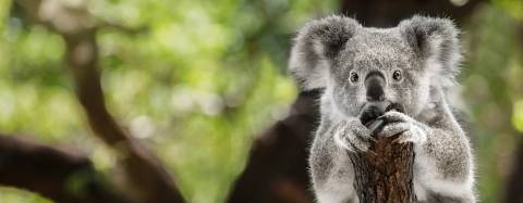 Koala