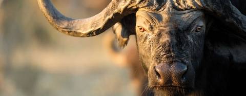 African Buffalo