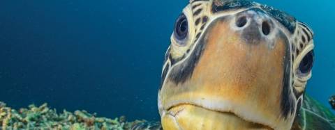 Sea Turtle