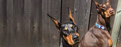 dcm doberman test