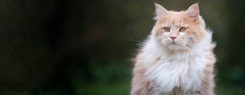 Long-Haired Cat