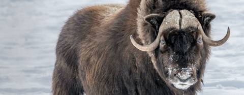 Musk Ox