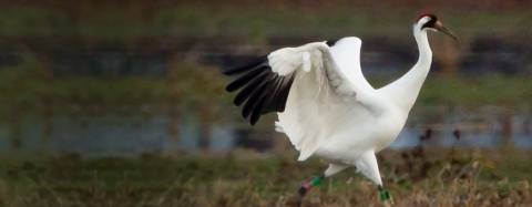 Whooping Crane