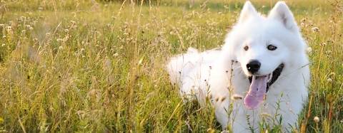 Samoyed Dog