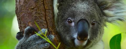 Koala