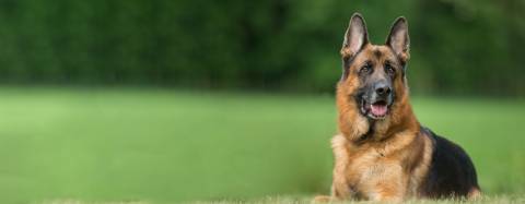 German Shepard