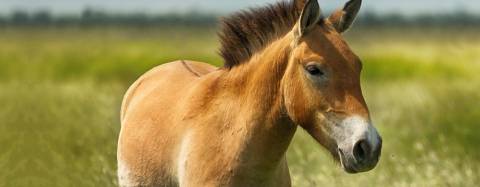 Przewalski’s Horse