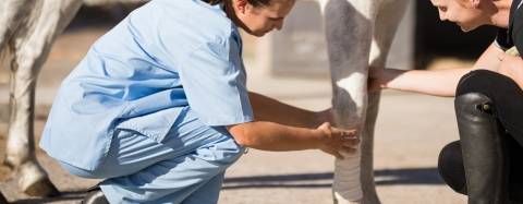 Horse and Veterinarian