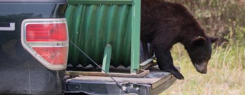 Bear with Mange Being Released