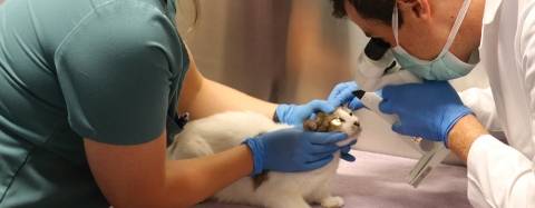 Cat with Veterinarian