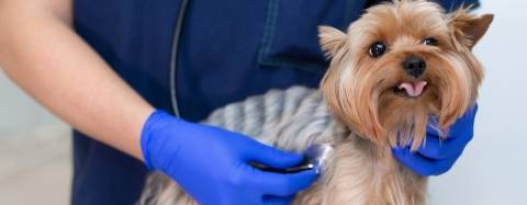 Dog with Veterinarian