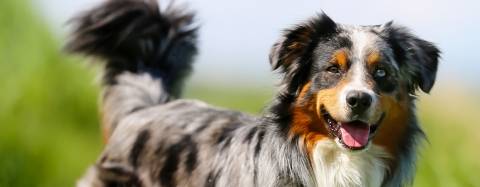 Australian Shepherd