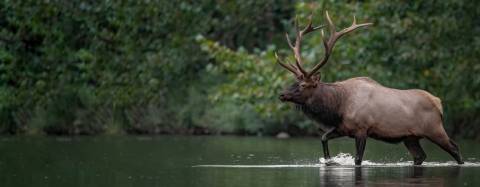 Elk