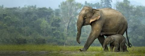 Asian Elephants