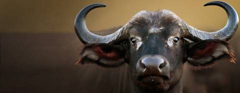 African Buffalo