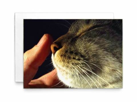 Image of front of the Cat Memorial Card: Classic