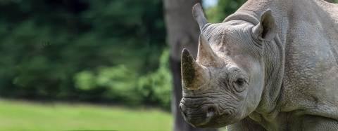 Black Rhino