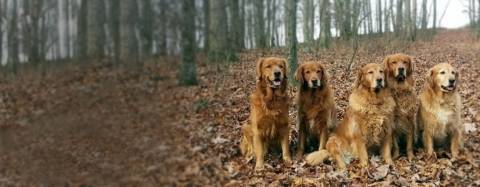 Golden Retrievers