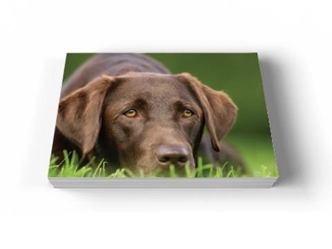 Image of the front of the Thank You for Your Business Pack: Dog