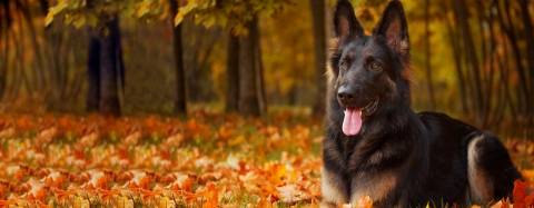 German Shepard